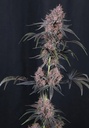 Fast Buds Mango Cherry Runtz Auto Fem 3St. – Ansicht 3