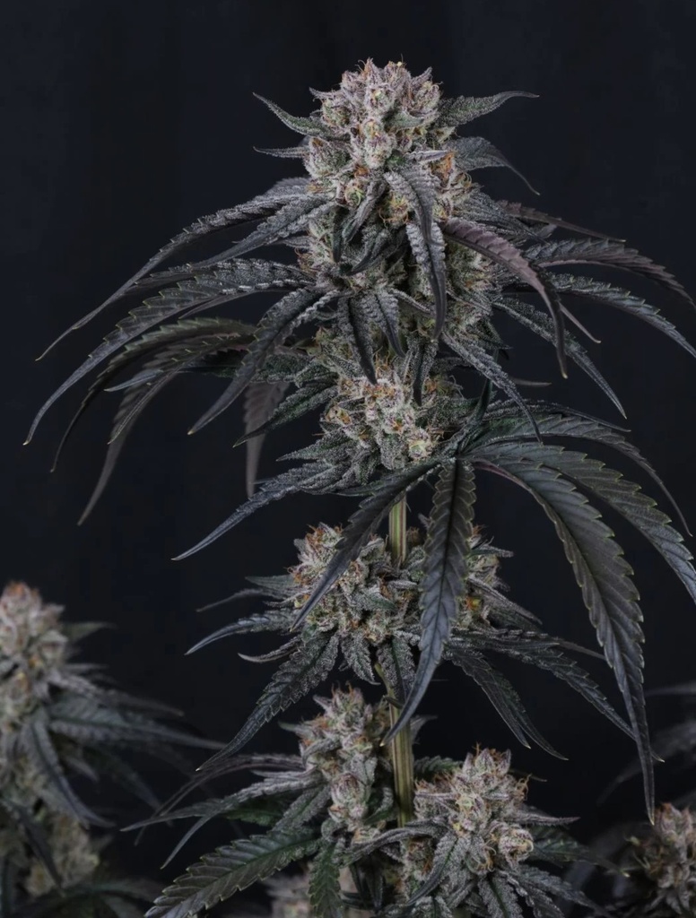 Fast Buds Mango Frost Fem Auto 3St. – Ansicht 3