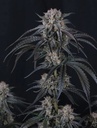 Fast Buds Mango Frost Fem Auto 3St. – Ansicht 3