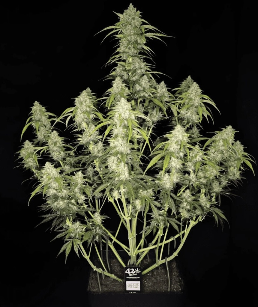 Fast Buds Papaya Cookies Auto Fem 3St. – Ansicht 4