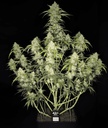 Fast Buds Papaya Cookies Auto Fem 3St. – Ansicht 4
