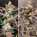 Dutch Passion Skywalker Haze Fem 3St. – Ansicht 4