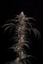 Cipher Genetics Black Baretta Fem 3St. – Ansicht 3