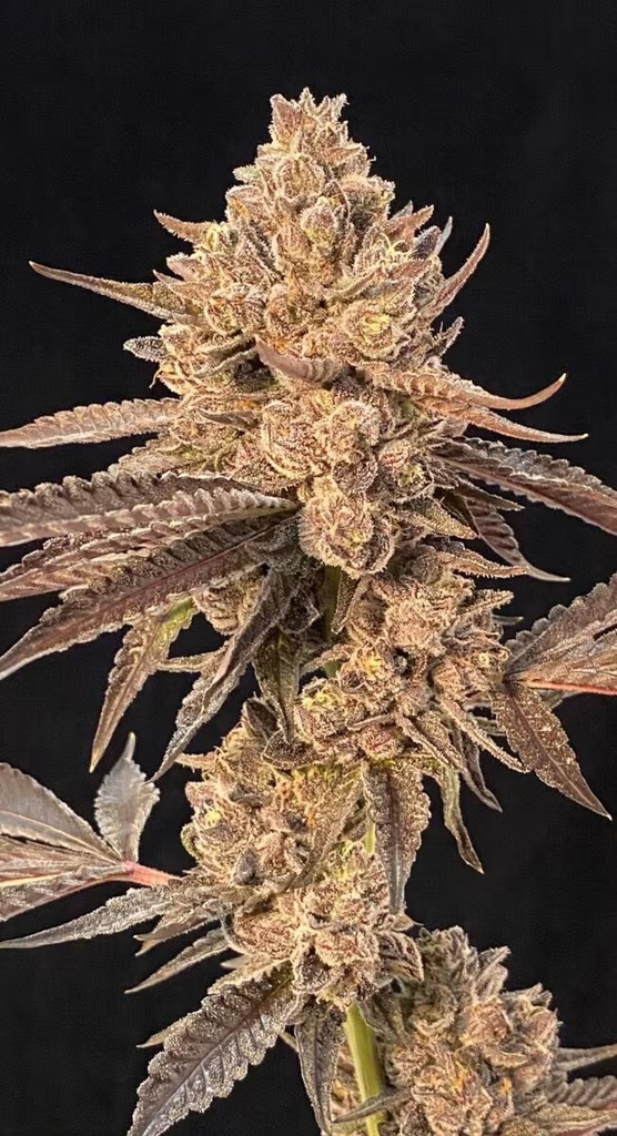 Cipher Genetics Roze Lobster Fem 3 St. – Ansicht 2