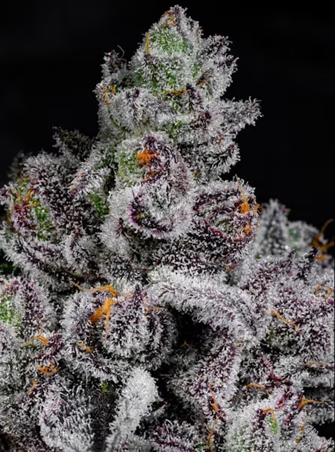 Cipher Genetics Cotton Candy Lobster Fem 3St. – Ansicht 2
