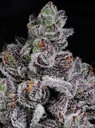 Cipher Genetics Cotton Candy Lobster Fem 3St. – Ansicht 2