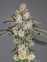 Cipher Genetics Louis Lobster Fem 3St. – Ansicht 2