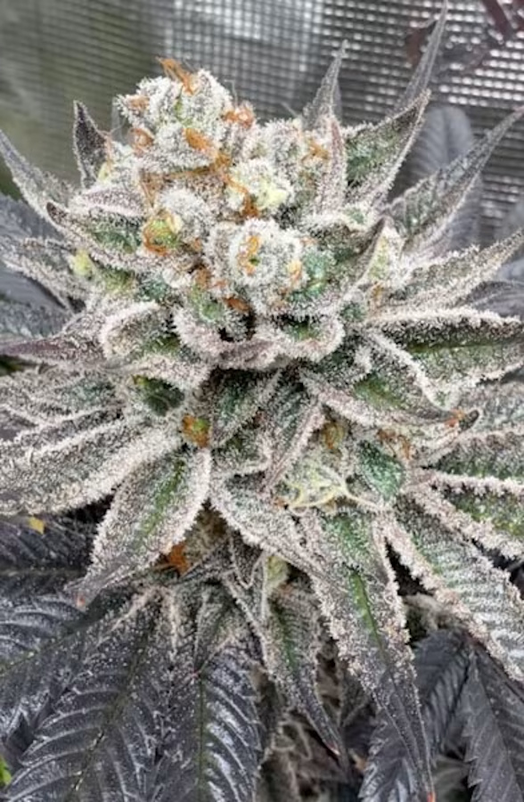 Cipher Genetics Maui Lobster Fem 3St. – Ansicht 2
