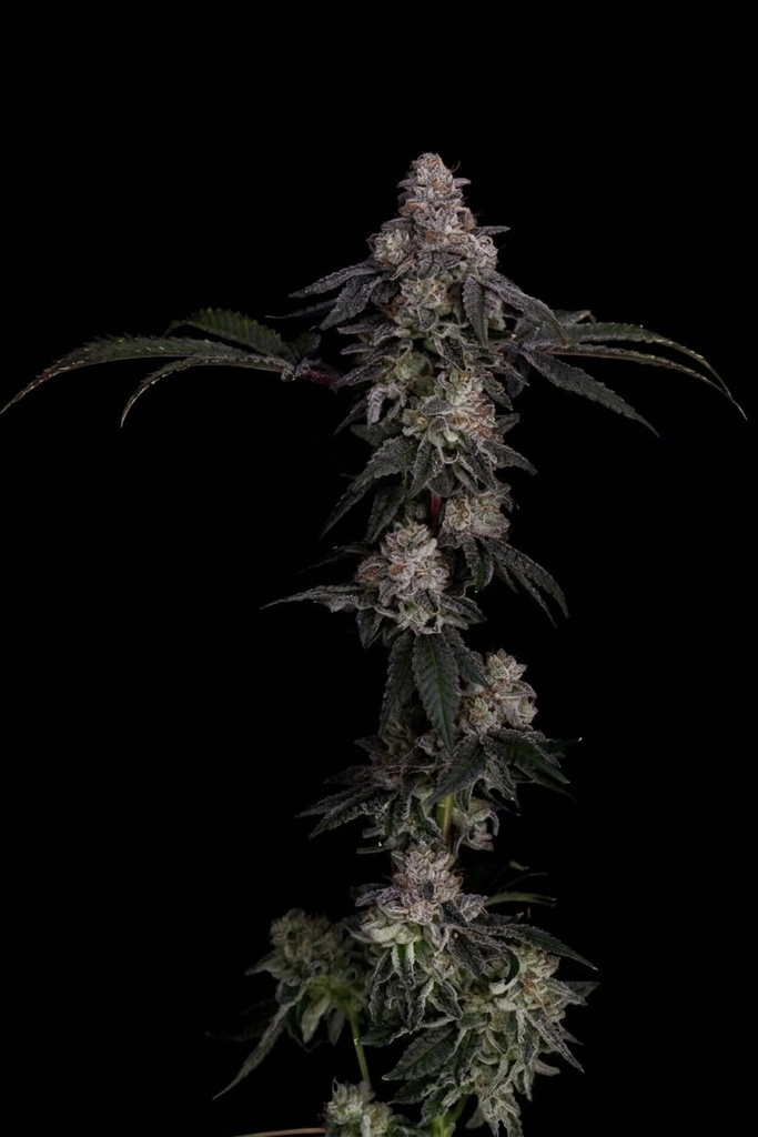 Cipher Genetics Zerrari Fem 3St. – Ansicht 2