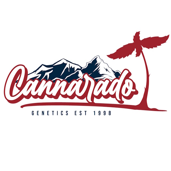 Cannarado Mangopaya Fem 6St. – Ansicht 2