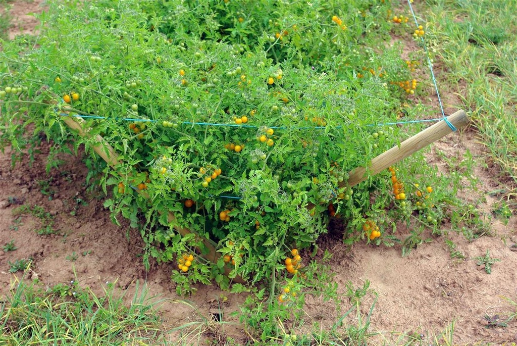 14198-3.jpg