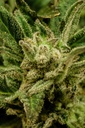 14596-2.jpg