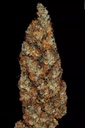 14851-2.jpg