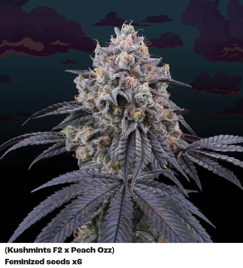 15448-2.jpg