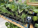 AutoPot Tray2Grow Bild 3