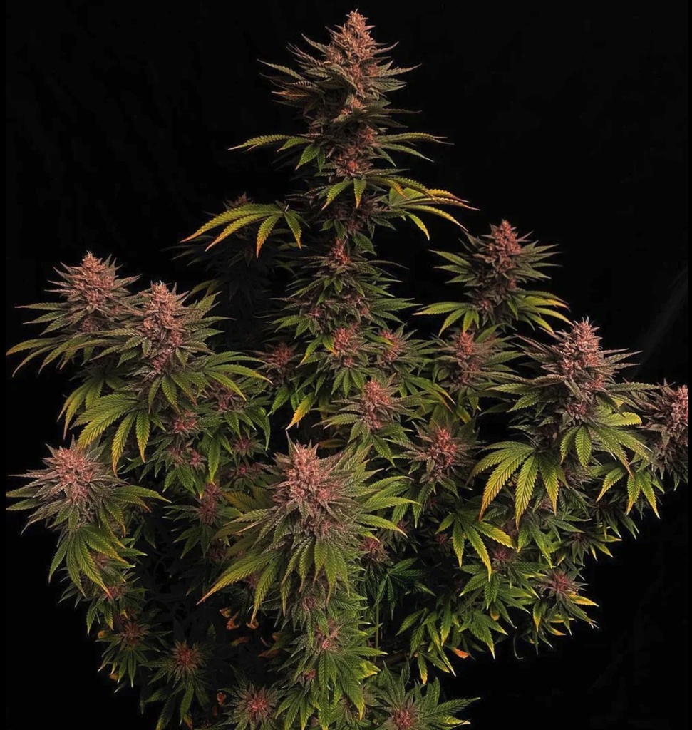Fast Buds Purple Lemonade FF Fem 3St. Bild 2