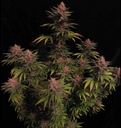 Fast Buds Purple Lemonade FF Fem 3St. Bild 2