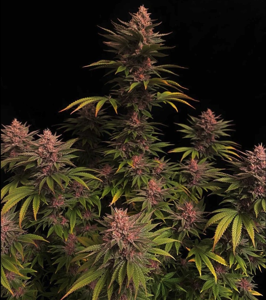 Fast Buds Purple Lemonade FF Fem 3St. Bild 3