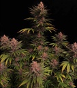 Fast Buds Purple Lemonade FF Fem 3St. Bild 3