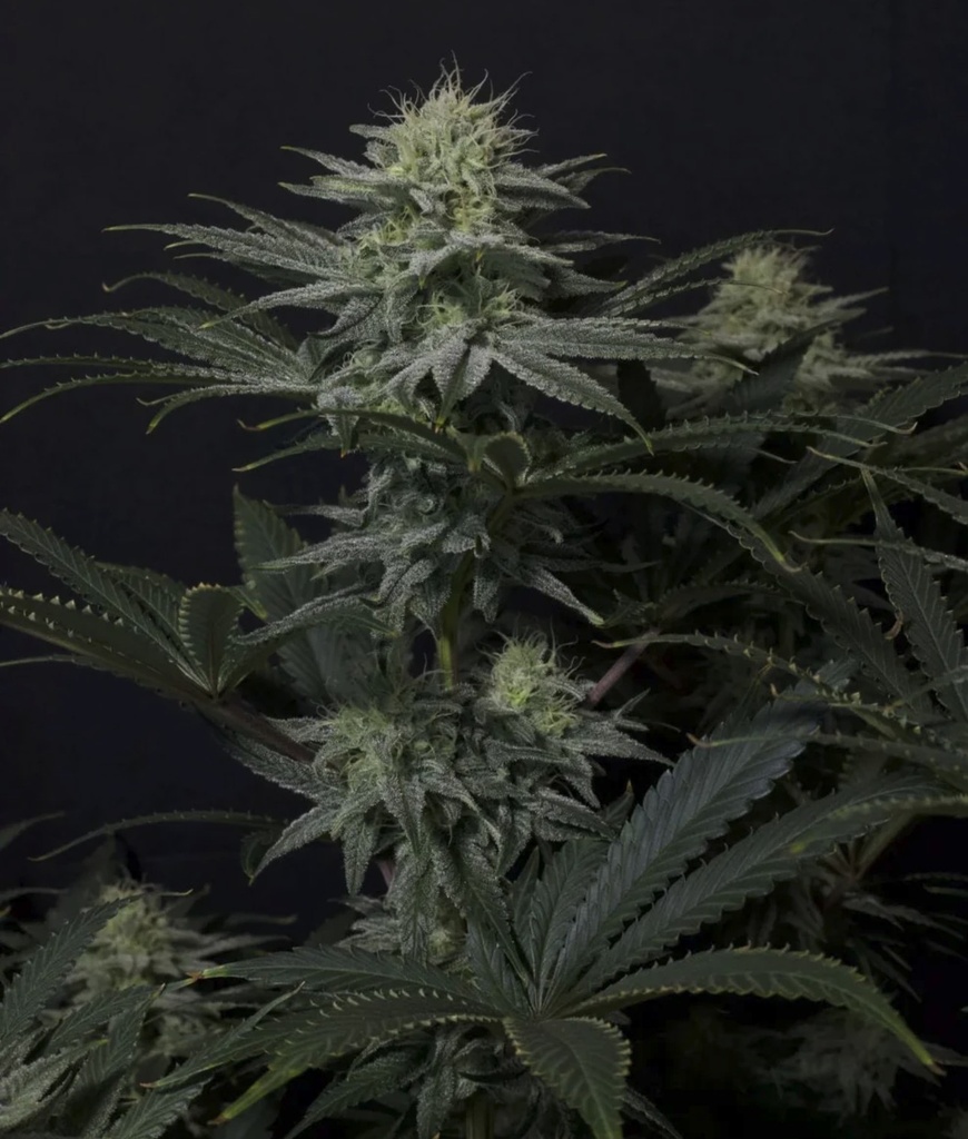 Fast Buds GG4 Sherbet FF Fem 3St. Bild 2