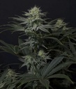 Fast Buds GG4 Sherbet FF Fem 3St. Bild 2