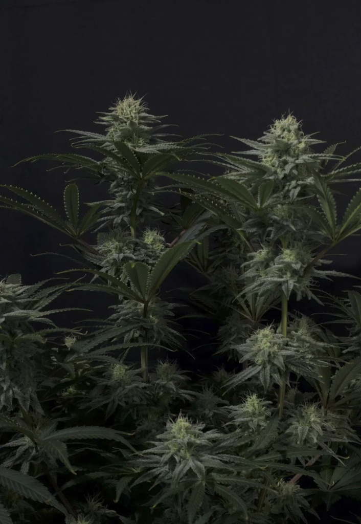Fast Buds GG4 Sherbet FF Fem 3St. Bild 3