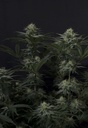 Fast Buds GG4 Sherbet FF Fem 3St. Bild 3