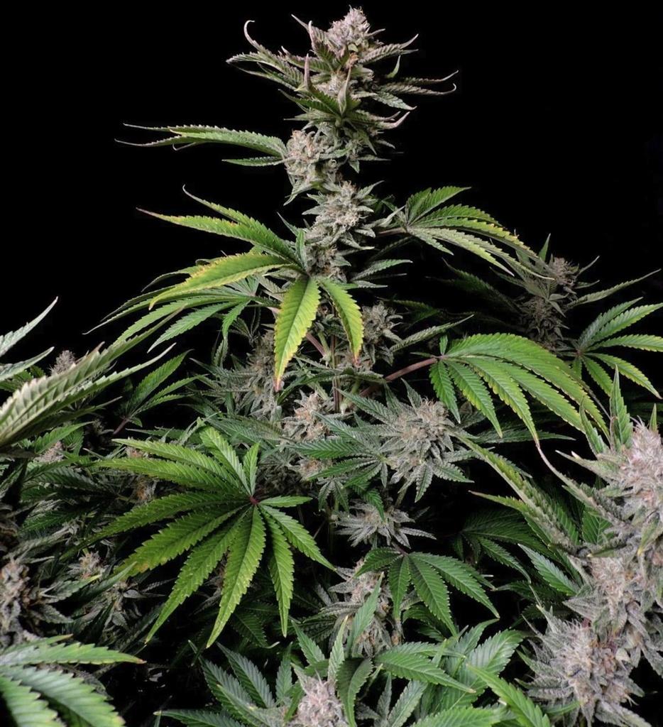 Fast Buds Cherry Cola Auto Fem 3St. Bild 2