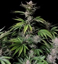 Fast Buds Cherry Cola Auto Fem 3St. Bild 2