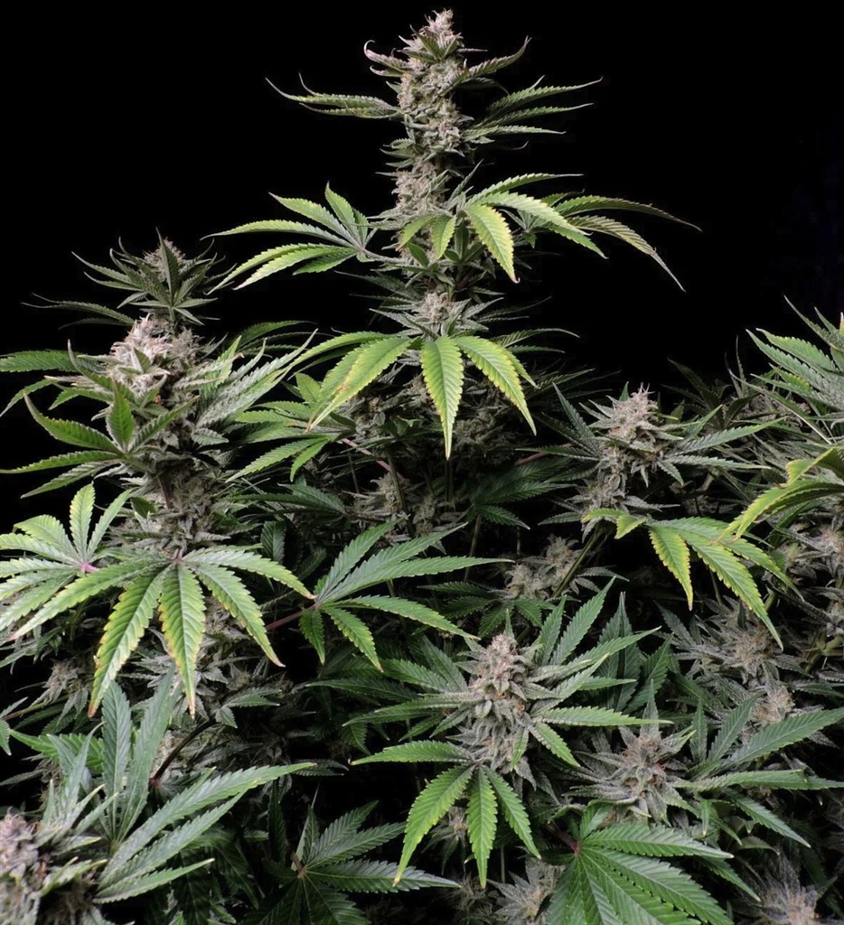 Fast Buds Cherry Cola Auto Fem 3St. Bild 3