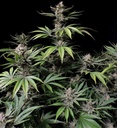 Fast Buds Cherry Cola Auto Fem 3St. Bild 3