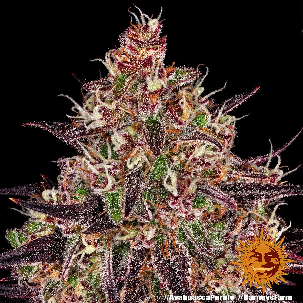 Barneys Farm Ayahuasca Purple Fem 3St. Bild 2