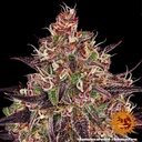 Barneys Farm Ayahuasca Purple Fem 3St. Bild 2