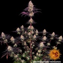 Barneys Farm Ayahuasca Purple Fem 3St. Bild 3