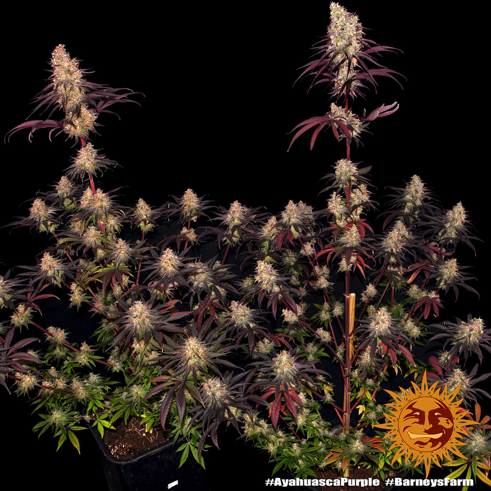 Barneys Farm Ayahuasca Purple Fem 3St. Bild 4