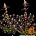 Barneys Farm Ayahuasca Purple Fem 3St. Bild 4