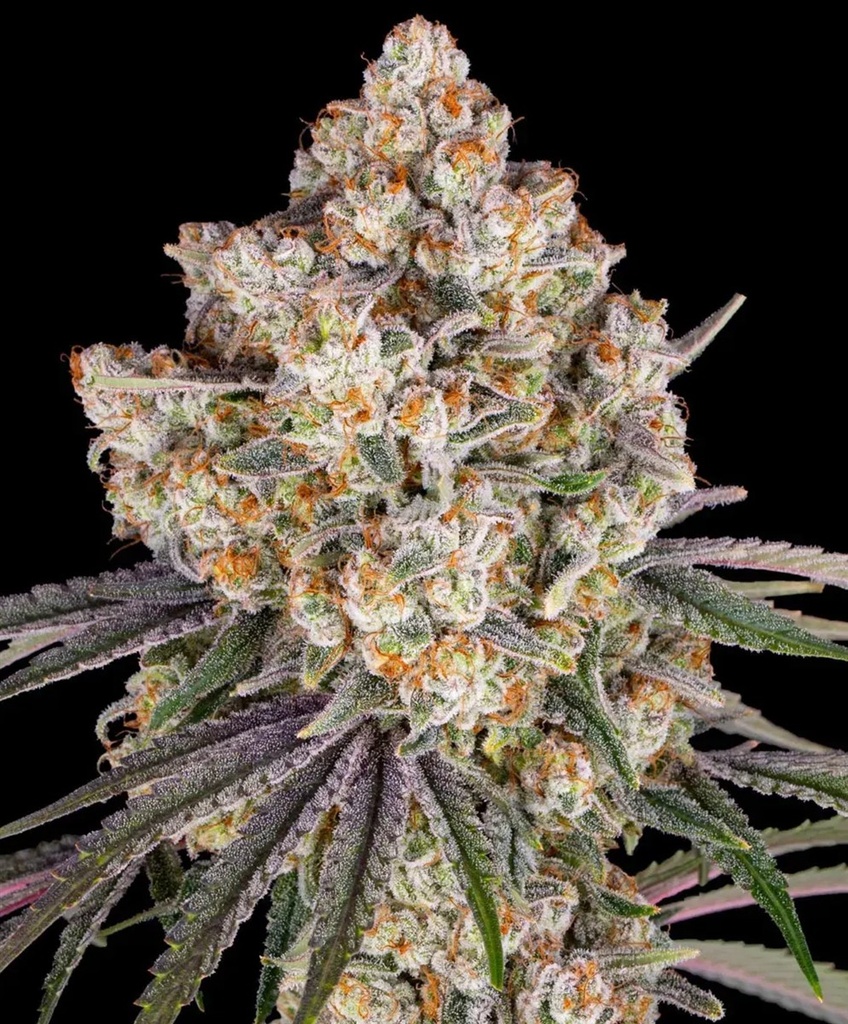 Barneys Farm Ice Cream Cake Fem 3St. Bild 2