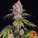 Barneys Farm Ice Cream Cake Fem 3St. Bild 3