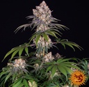 Barneys Farm Ice Cream Cake Fem 3St. Bild 4
