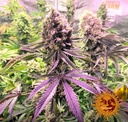 Barneys Farm Glookies Fem 3St. Bild 2