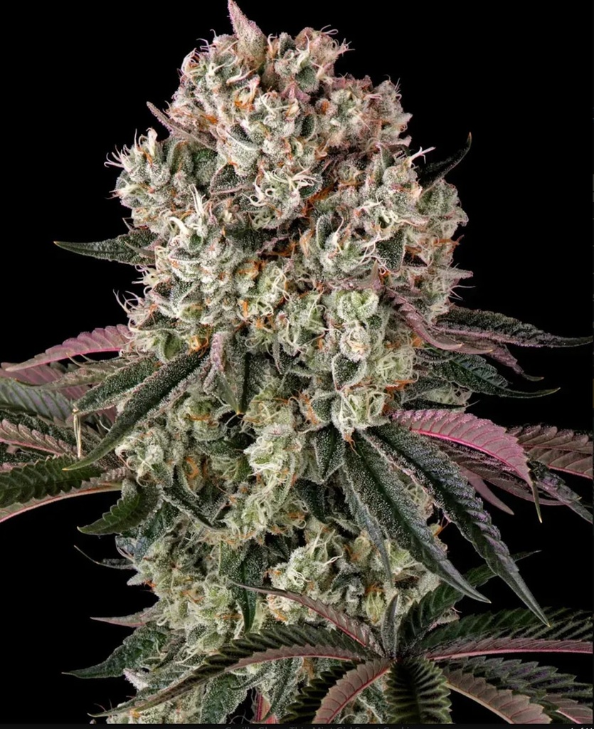 Barneys Farm Glookies Fem 3St. Bild 3