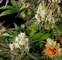Barneys Farm Glookies Fem 3St. Bild 4