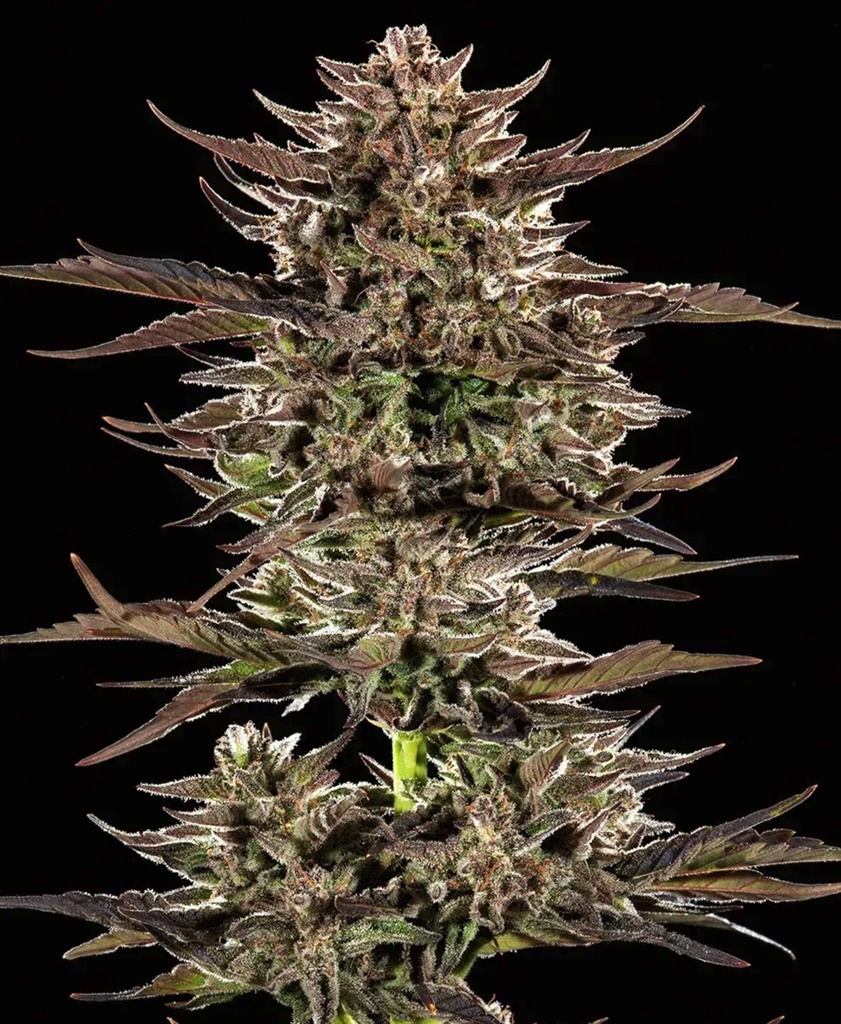 Barneys Farm Frosted Zinn x 3 Bears OG Auto Fem 3St. Bild 2