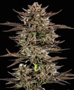 Barneys Farm Frosted Zinn x 3 Bears OG Auto Fem 3St. Bild 2