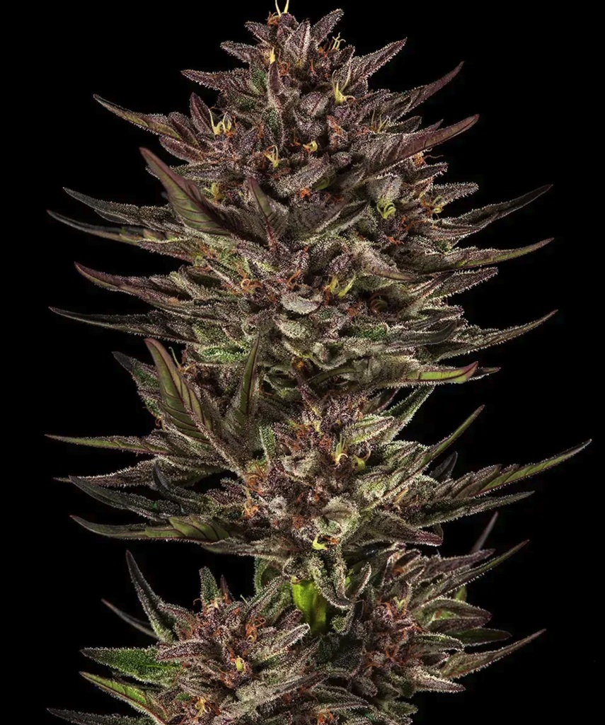 Barneys Farm Frosted Zinn x Cookie Dog Auto Fem 3 St. Bild 2