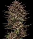 Barneys Farm Frosted Zinn x Cookie Dog Auto Fem 3 St. Bild 2