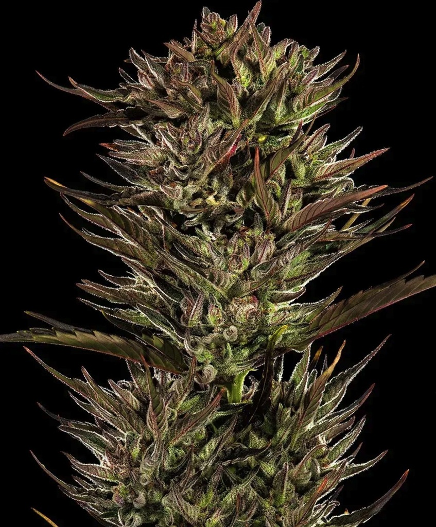 Barneys Farm Thin Mint x Sour Pinot Auto Fem 3St. Bild 2