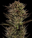Barneys Farm Thin Mint x Sour Pinot Auto Fem 3St. Bild 2
