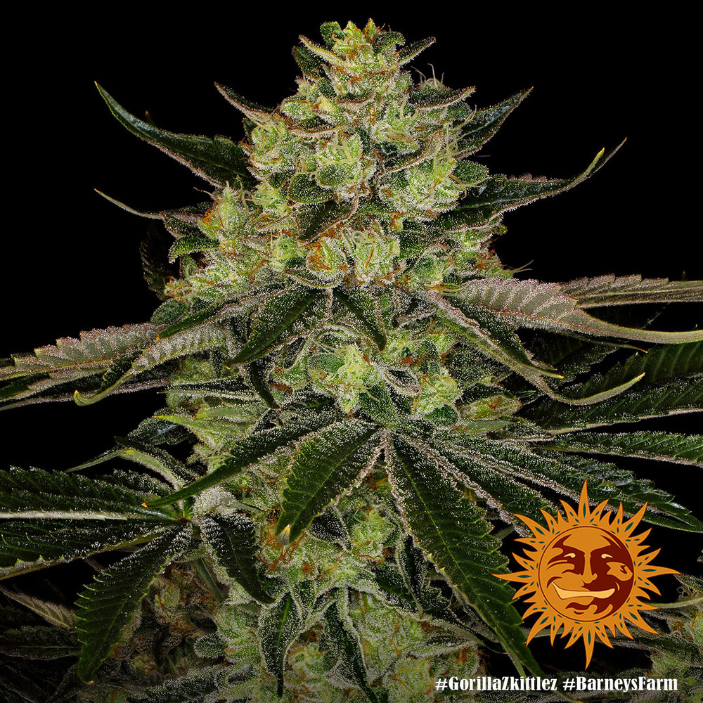 Barneys Farm Gorilla Zkittlez Fem 3St. Bild 2