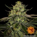 Barneys Farm Gorilla Zkittlez Fem 3St. Bild 2